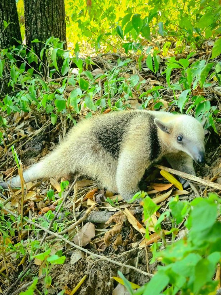 Un niño, el héroe de la Fauna Silvestre de San Luis